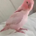 ابي طير روز الوانها حلوه واليفه