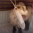 تيس فاخر عارضي اصفر