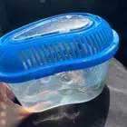 للبيع سلحفاة