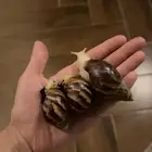 حلزون للبشره