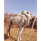 وضحاء ناقه رباع
