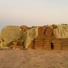 تبن قمح