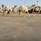 اللقحات الرمانيات