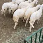 طليان للبيع