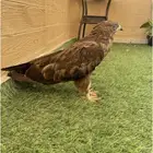طير للبيع