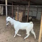 داغور وعنز ثنية