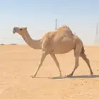 شقحاء باتليه
