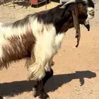 فحل قبرصي فاخر من المراح