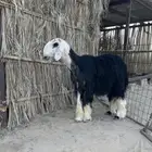 فحل نجدي مشروط