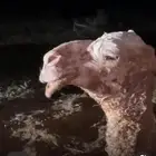 مجموعة قعدان مشاريع فحول