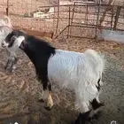 جفار وتيوس طيبه عمار5 شهور وفوق