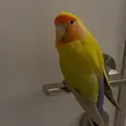 روز لاتينو أليف