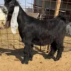 للبيع جفر مشروع فحل كفو راس صعب