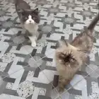 للتبني ذكرين