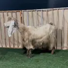 عنز عارضيه صفرا متبع