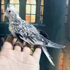 فرخ كروان سبلت رسيسف
