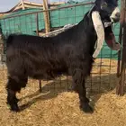 للبيع عارضي فحل كفوو راس صصصعب
