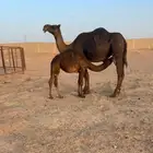 خلفه مجهم للبيع