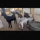 جفار سوريه