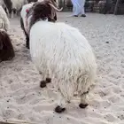 ذبائح للبيع مع المزيد من الخدمات