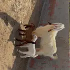 الغولاء