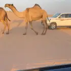 للبيع صفرا حكوميه
