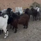 معزا مشاريك دفيع
