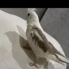 طير كروان ابيض مفقود