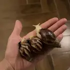 حلزون للبشره