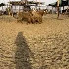 ماعز مصريات