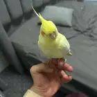 كروان اليف للبيع