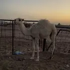 قعود