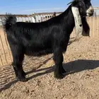 للبيع فحل عارضي كفووو راس صصعب وعمر وتناسق وشعره