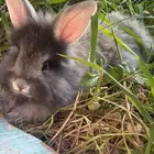 ارنب ليون هيد أنثى العمر شهر ونص عالسوم   وأتس