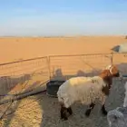 طلي خروف يتمم ظهره فل