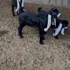 تيوس عوارض دواغير