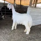 جذعه نجديه بيضاء صنف