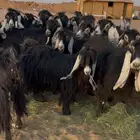 معزا عوارض صنف فاخرة