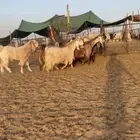 ماعز مصريات اصل