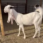 معزا بيض صنف