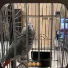 ببغاء كاسكو