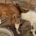 مكة المكرمة