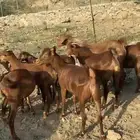 عنقان او جفار معزا دهم دفيع 11