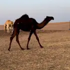 قعود مجهم