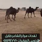 نياق خلفات ولقحات