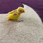 فرخ روز للبيع