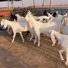 معزا بيض فاخرة