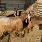 معزا عوارض صفر