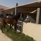 حصان واهو من انوادر