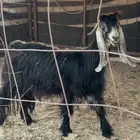 عنز مقروعه لها شهر ولا ادري عنها(الي توقف عليه الله يربحه)